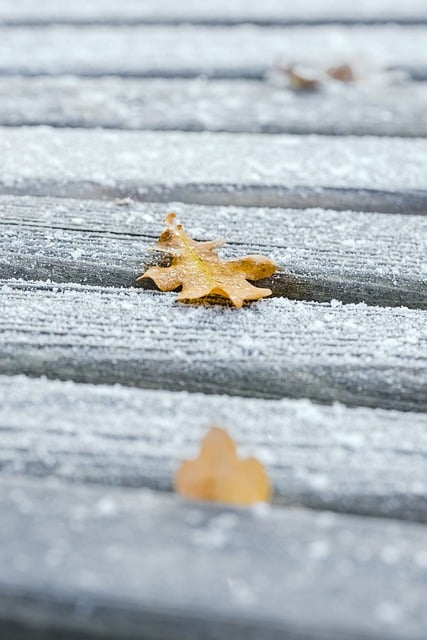Free download leaf snow leaves in the autumn free picture to be edited with GIMP free online image editor