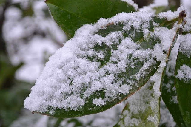 Descărcare gratuită Leaf Snow Nature - fotografie sau imagine gratuită pentru a fi editată cu editorul de imagini online GIMP