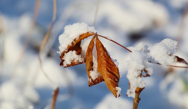 Free download leaf snow seasonal frost winter free picture to be edited with GIMP free online image editor