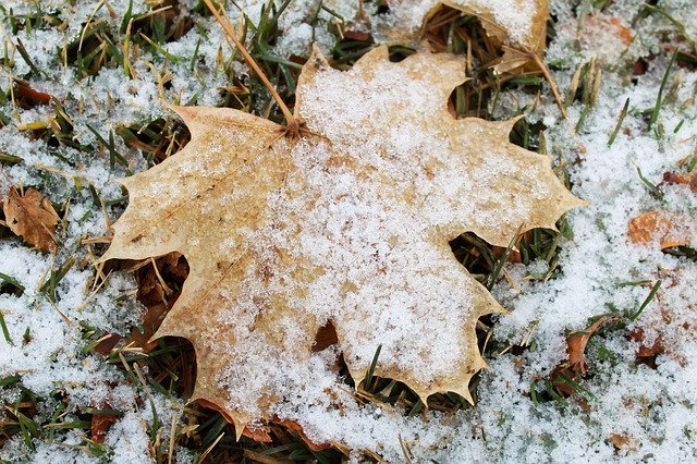 Free picture Leaf Snow Winter -  to be edited by GIMP free image editor by OffiDocs