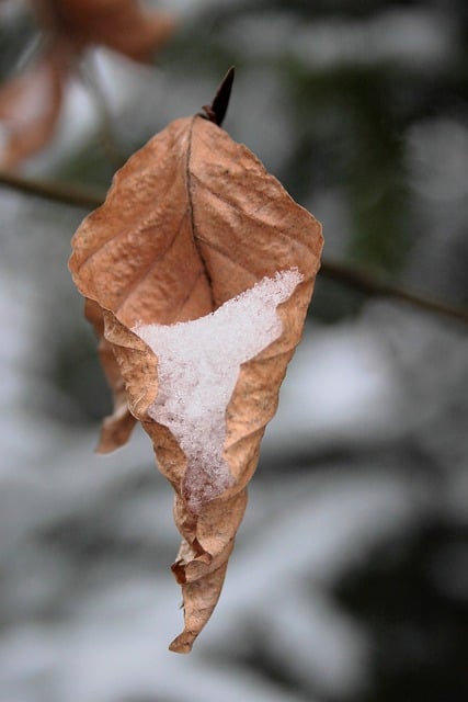Free download leaf snow withered winter dry free picture to be edited with GIMP free online image editor