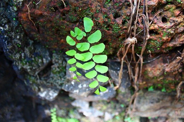 Free download Leaf Soil Sprout -  free photo or picture to be edited with GIMP online image editor