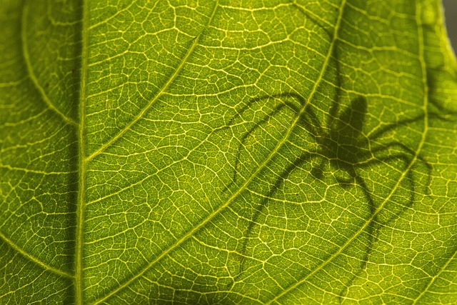 Free download leaf spider shadow veins free picture to be edited with GIMP free online image editor