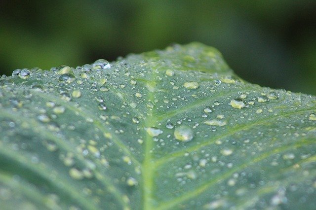 Téléchargement gratuit de Leaf Spray Green - photo ou image gratuite à modifier avec l'éditeur d'images en ligne GIMP