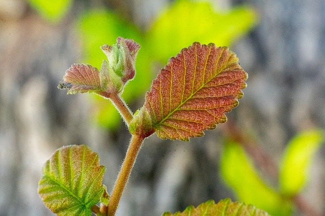 Muat turun percuma Leaf Spring Tree - foto atau gambar percuma untuk diedit dengan editor imej dalam talian GIMP