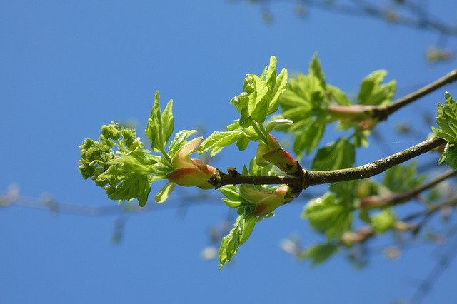 Free download Leafs Sky Blue -  free photo or picture to be edited with GIMP online image editor