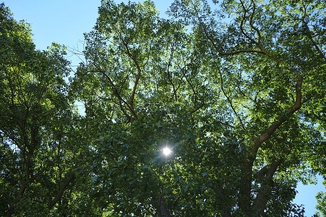 Téléchargement gratuit de Leafs Sun Flare - photo ou image gratuite à modifier avec l'éditeur d'images en ligne GIMP