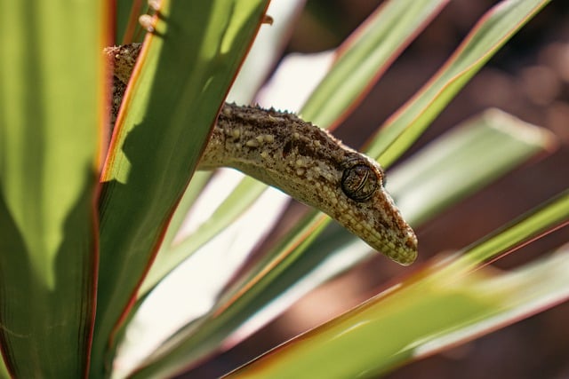 Free download leaf tail gecko gecko plant hiding free picture to be edited with GIMP free online image editor