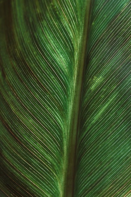 Free download leaf texture plant nature close up free picture to be edited with GIMP free online image editor