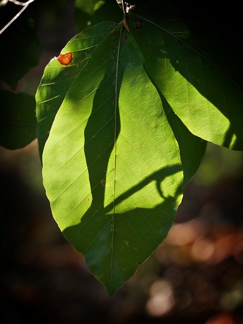 Free download leaf tree branch plant nature free picture to be edited with GIMP free online image editor