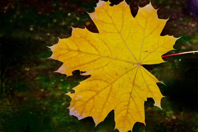 GIMP ücretsiz çevrimiçi resim düzenleyiciyle düzenlenecek ücretsiz indir yaprak ağaç yaprağı sonbahar doğa ücretsiz resmi