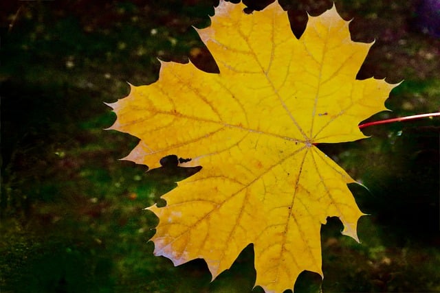 Muat turun percuma gambar daun pokok daun musim luruh alam semula jadi percuma untuk diedit dengan editor imej dalam talian percuma GIMP