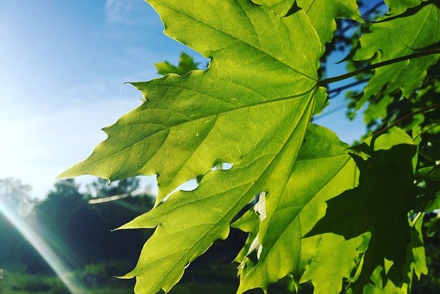 Free download Leaf Tree Maple -  free photo or picture to be edited with GIMP online image editor