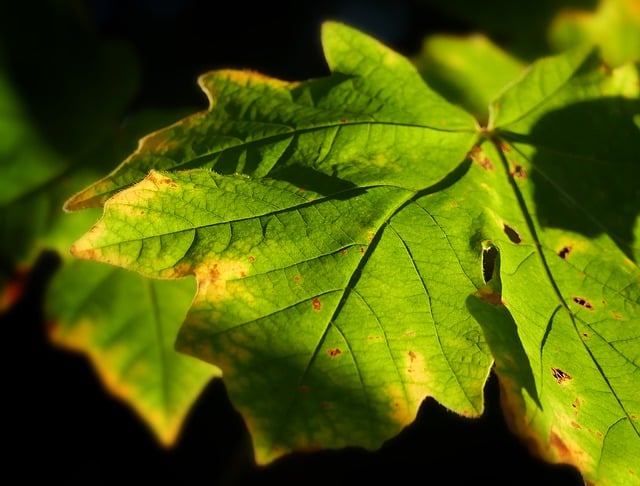 Free download leaf tree nature maple fall free picture to be edited with GIMP free online image editor