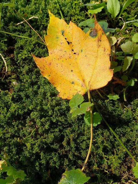 تنزيل Leaf Tree Yellow - صورة مجانية أو صورة مجانية ليتم تحريرها باستخدام محرر الصور عبر الإنترنت GIMP