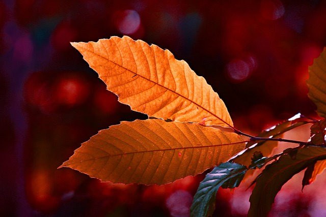 Free download leaf twig autumn color vein free picture to be edited with GIMP free online image editor