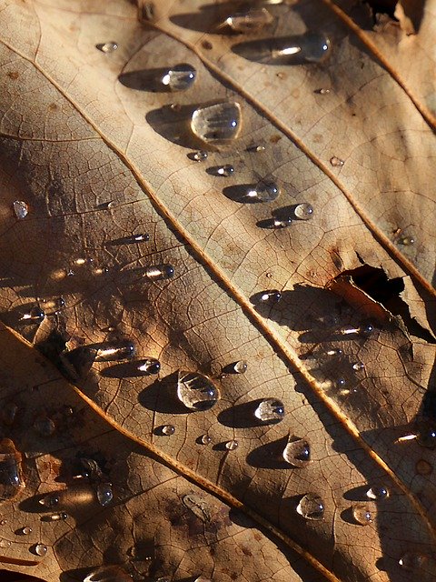 Free download Leaf Water Drop -  free photo or picture to be edited with GIMP online image editor