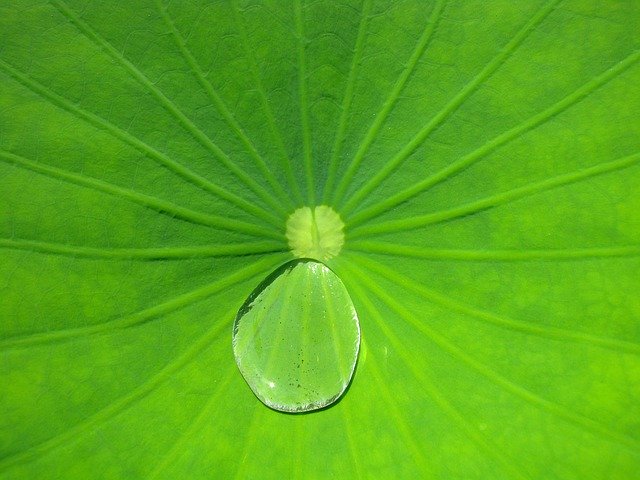 Free download Leaf Water Droplet -  free photo or picture to be edited with GIMP online image editor