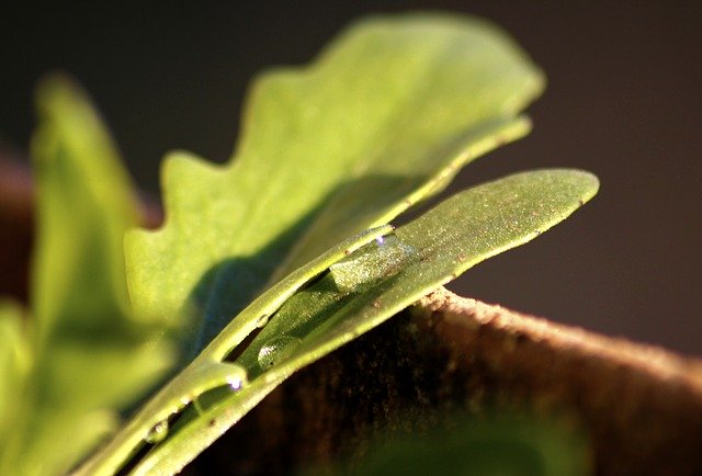 Template Photo Leaf Water Drops -  for OffiDocs
