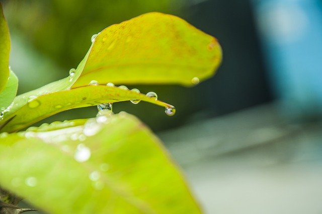 Free picture Leaf Waterdrops With Water -  to be edited by GIMP free image editor by OffiDocs
