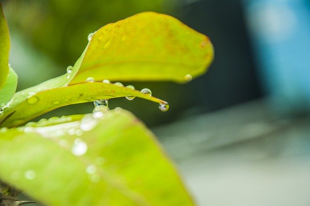 Unduh gratis Leaf Waterdrops With Water - foto atau gambar gratis untuk diedit dengan editor gambar online GIMP