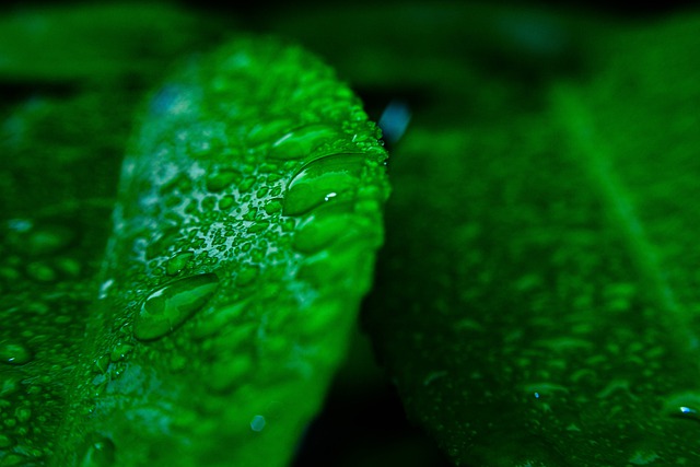 Free download leaf water drop water green fresh free picture to be edited with GIMP free online image editor