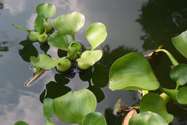 Scarica gratuitamente Leaf Water Hyacinth Nature: foto o immagine gratuita da modificare con l'editor di immagini online GIMP