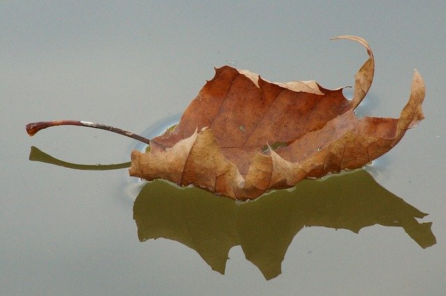 Descarga gratuita Leaf Water Lake: foto o imagen gratuita para editar con el editor de imágenes en línea GIMP