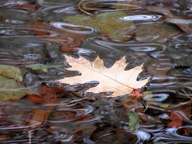 Free picture Leaf Water Nature -  to be edited by GIMP free image editor by OffiDocs