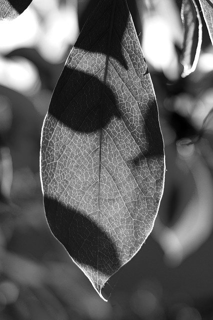 Descărcare gratuită Leaf White Nero - fotografie sau imagine gratuită pentru a fi editată cu editorul de imagini online GIMP