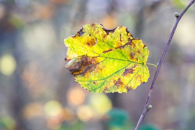 Free download leaf wilted autumn leaf fall free picture to be edited with GIMP free online image editor