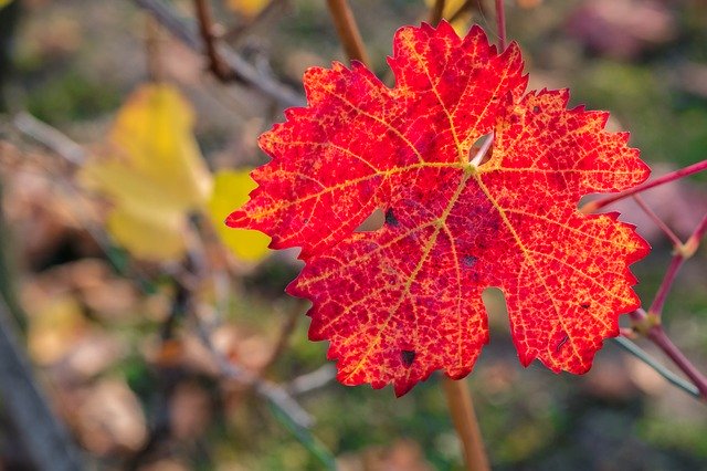 Descarga gratuita Leaf Wine: foto o imagen gratuita para editar con el editor de imágenes en línea GIMP