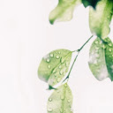 Leaf with water drop  screen for extension Chrome web store in OffiDocs Chromium