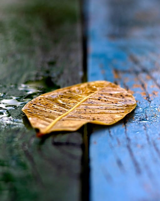 Free download leaf wood macro detail table free picture to be edited with GIMP free online image editor