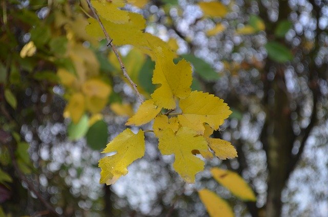 Free picture Leaf Yellow -  to be edited by GIMP free image editor by OffiDocs