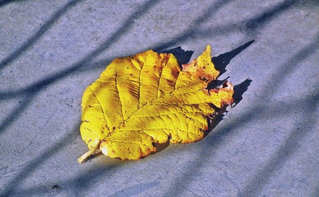 Free download Leaf Yellow Autumn -  free photo or picture to be edited with GIMP online image editor