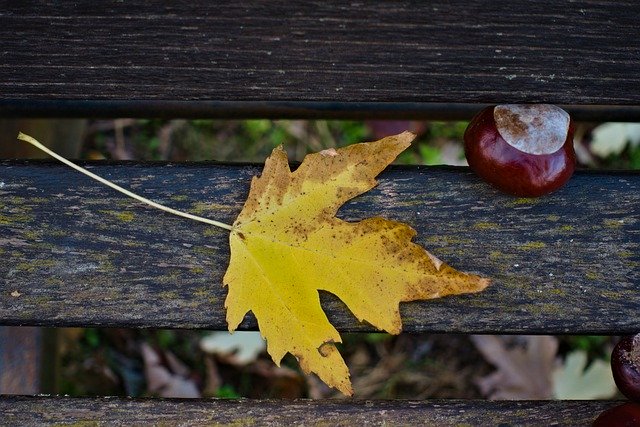 Free picture Leaf Yellow Brown -  to be edited by GIMP free image editor by OffiDocs