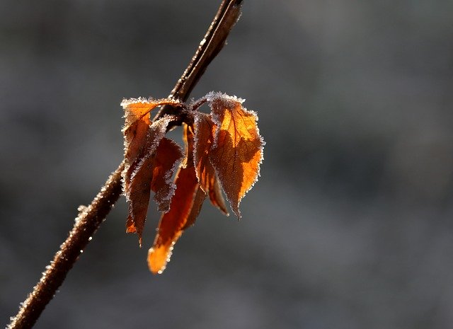 Free download Leaf Yellow Frozen -  free photo or picture to be edited with GIMP online image editor