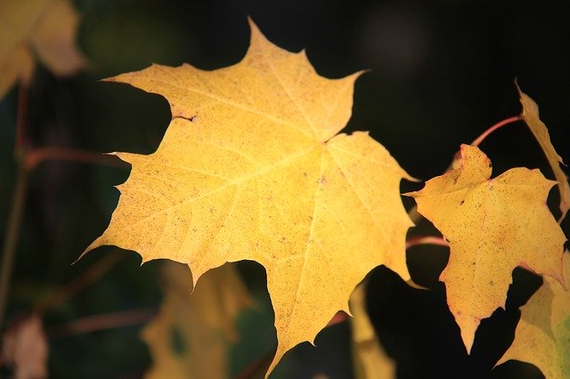 Free picture Leaf Yellow Leaves -  to be edited by GIMP free image editor by OffiDocs