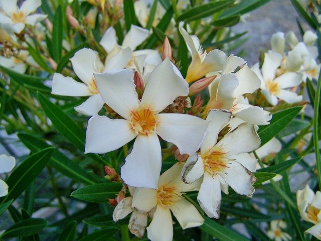 Free download Leander White-Flowered -  free photo or picture to be edited with GIMP online image editor