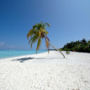 Leaning Coconut Tree  screen for extension Chrome web store in OffiDocs Chromium