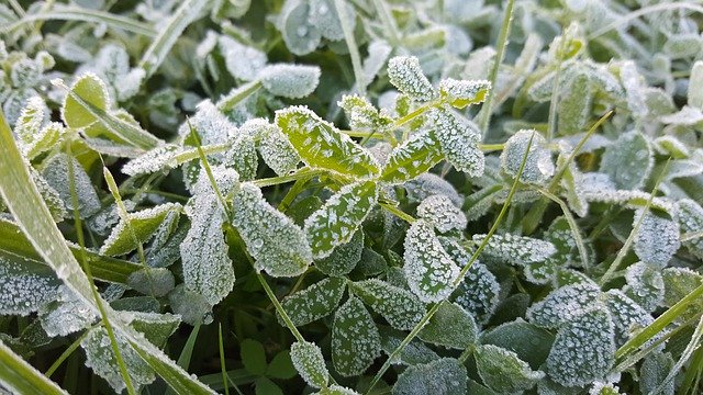 Téléchargement gratuit de Leann Frost Nature - photo ou image gratuite à modifier avec l'éditeur d'images en ligne GIMP