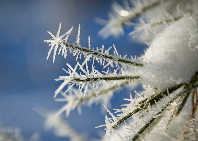 Free download Leann Frost Spruce -  free photo or picture to be edited with GIMP online image editor