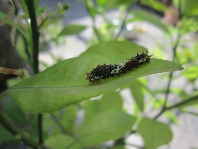 Free download Leave Insect Green -  free photo or picture to be edited with GIMP online image editor