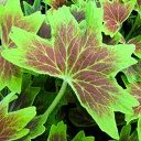 Leaves  screen for extension Chrome web store in OffiDocs Chromium