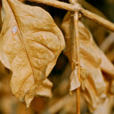 Leaves and branches wither  screen for extension Chrome web store in OffiDocs Chromium