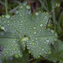 Leaves and dew drops  screen for extension Chrome web store in OffiDocs Chromium