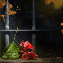 Leaves and flowers fall red  screen for extension Chrome web store in OffiDocs Chromium