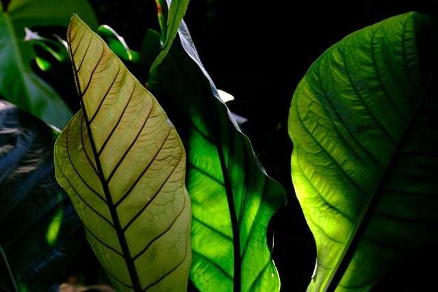 Téléchargement gratuit de feuilles d'anthurium feuilles vertes, image gratuite à modifier avec l'éditeur d'images en ligne gratuit GIMP