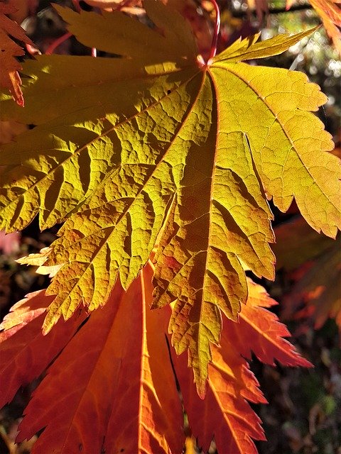 Descărcare gratuită Leaves Autumn - fotografie sau imagini gratuite pentru a fi editate cu editorul de imagini online GIMP